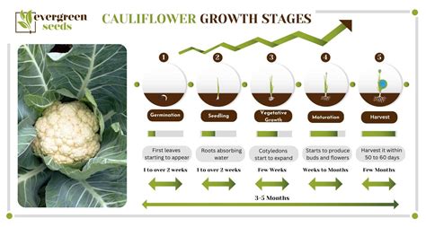 菜花可以保存多久：多因素考量下的保存期限探讨